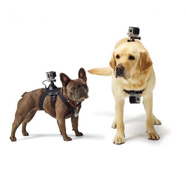 Gopro Dog Harness